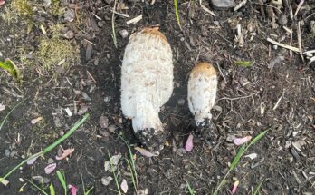 Mushrooms on Pacific's campus (Isabelle Williams)